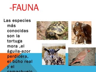 -FAUNA
Las especies
más
conocidas
son la
tortuga
mora ,el
águila-azor
perdicera,
el búho real
y el
 
