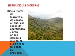 SIERRA DE LAS MORERAS
Sierra litoral
de
Mazarrón,
de escasa
altitud, con
zonas de
acantilados
. Gran
aridez
debido a
que en el
siglo XVI se
taló todo
su
arbolado.
 