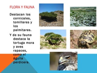 FLORA Y FAUNA
Destacan los
cornicales,
tomillares y
los
palmitares.
Y de su fauna
destaca la
tortuga mora
y aves
rapaces,
como el
águila
perdicera.
 