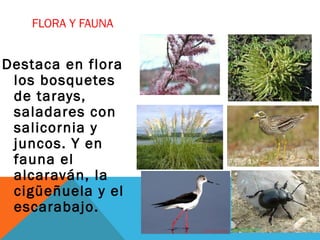 FLORA Y FAUNA
Destaca en flora
los bosquetes
de tarays,
saladares con
salicornia y
juncos. Y en
fauna el
alcaraván, la
cigüeñuela y el
escarabajo.
 