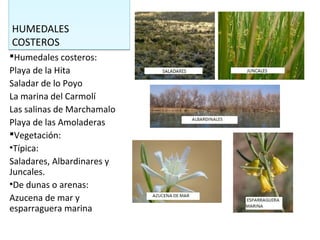 HUMEDALES
COSTEROS
HUMEDALES
COSTEROS
Humedales costeros:
Playa de la Hita
Saladar de lo Poyo
La marina del Carmolí
Las salinas de Marchamalo
Playa de las Amoladeras
Vegetación:
•Típica:
Saladares, Albardinares y
Juncales.
•De dunas o arenas:
Azucena de mar y
esparraguera marina
 