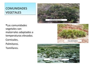 COMUNIDADES
VEGETALES
COMUNIDADES
VEGETALES
Las comunidades
vegetales son
matorrales adaptados a
temperaturas elevadas.
Cornicales.
Palmitares.
Tomillares.
 