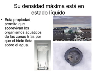 Su densidad máxima está en
estado líquido
• Esta propiedad
permite que
sobrevivan los
organismos acuáticos
de las zonas frías por
que el hielo flota
sobre el agua.
 