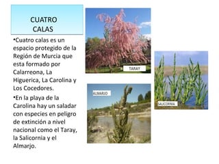 CUATRO
CALAS
CUATRO
CALAS
•Cuatro calas es un
espacio protegido de la
Región de Murcia que
esta formado por
Calarreona, La
Higuerica, La Carolina y
Los Cocedores.
•En la playa de la
Carolina hay un saladar
con especies en peligro
de extinción a nivel
nacional como el Taray,
la Salicornia y el
Almarjo.
 