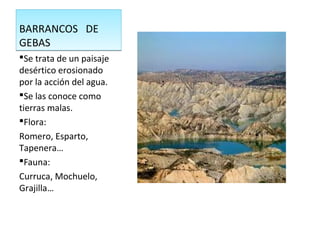 BARRANCOS DE
GEBAS
BARRANCOS DE
GEBAS
Se trata de un paisaje
desértico erosionado
por la acción del agua.
Se las conoce como
tierras malas.
Flora:
Romero, Esparto,
Tapenera…
Fauna:
Curruca, Mochuelo,
Grajilla…
 