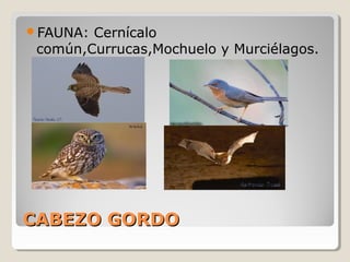 CABEZO GORDOCABEZO GORDO
FAUNA: Cernícalo
común,Currucas,Mochuelo y Murciélagos.
 