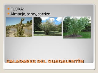 SALADARES DEL GUADALENTÍNSALADARES DEL GUADALENTÍN
FLORA:
Almarjo,taray,carrizo.
 