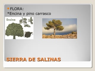 SIERRA DE SALINASSIERRA DE SALINAS
FLORA:
*Encina y pino carrasco
 
