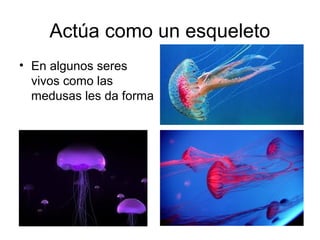 Actúa como un esqueleto
• En algunos seres
vivos como las
medusas les da forma
 