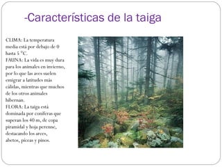 -Características de la taiga
CLIMA: La temperatura
media está por debajo de 0
hasta 5 °C.
FAUNA: La vida es muy dura
para los animales en invierno,
por lo que las aves suelen
emigrar a latitudes más
cálidas, mientras que muchos
de los otros animales
hibernan.
FLORA: La taiga está
dominada por coníferas que
superan los 40 m, de copa
piramidal y hoja perenne,
destacando los arces,
abetos, píceas y pinos.
 