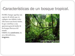 -Características de un bosque tropical.
FLORA:Aunque aquí hay más
especies de árboles que en
cualquier otro hábitat, todos
ellos tienen una forma similar,
lo que contribuye a una
apariencia general similar de
los bosques lluviosos del
mundo
FAUNA: los carnívoros, las
aves, falconiformes,
trogones.
 