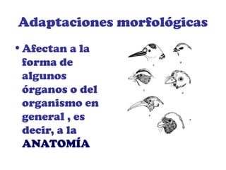 Adaptaciones morfológicas
•Afectan a la
forma de
algunos
órganos o del
organismo en
general , es
decir, a la
ANATOMÍA
 