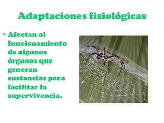 Adaptaciones fisiológicas
• Afectan al
funcionamiento
de algunos
órganos que
generan
sustancias para
facilitar la
supervivencia.
 
