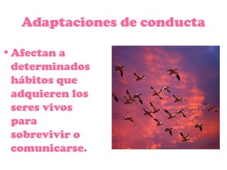 Adaptaciones de conducta
•Afectan a
determinados
hábitos que
adquieren los
seres vivos
para
sobrevivir o
comunicarse.
 