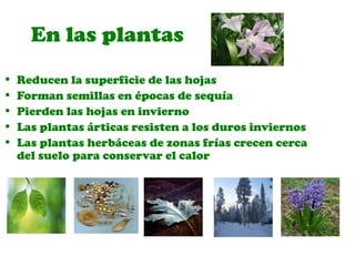 En las plantas
• Reducen la superficie de las hojas
• Forman semillas en épocas de sequía
• Pierden las hojas en invierno
• Las plantas árticas resisten a los duros inviernos
• Las plantas herbáceas de zonas frías crecen cerca
del suelo para conservar el calor
 