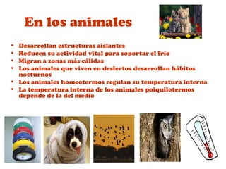 En los animales
• Desarrollan estructuras aislantes
• Reducen su actividad vital para soportar el frío
• Migran a zonas más cálidas
• Los animales que viven en desiertos desarrollan hábitos
nocturnos
• Los animales homeotermos regulan su temperatura interna
• La temperatura interna de los animales poiquilotermos
depende de la del medio
 