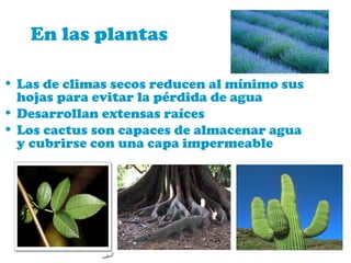 En las plantas
• Las de climas secos reducen al mínimo sus
hojas para evitar la pérdida de agua
• Desarrollan extensas raíces
• Los cactus son capaces de almacenar agua
y cubrirse con una capa impermeable
 