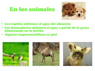 En los animales
• Los reptiles obtienen el agua del alimento
• Los dromedarios obtienen el agua a partir de la grasa
almacenada en su joroba
• Algunos impermeabilizan su piel
 