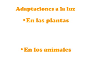 Adaptaciones a la luz
•En las plantas
•En los animales
 