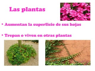 Las plantas
• Aumentan la superficie de sus hojas
• Trepan o viven en otras plantas
 