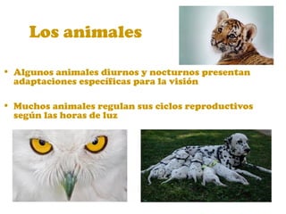 Los animales
• Algunos animales diurnos y nocturnos presentan
adaptaciones específicas para la visión
• Muchos animales regulan sus ciclos reproductivos
según las horas de luz
 