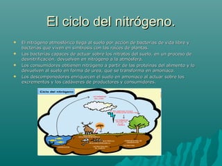 El ciclo del nitrógeno.El ciclo del nitrógeno.
 El nitrógeno atmosférico llega al suelo por acción de bacterias de vida libre yEl nitrógeno atmosférico llega al suelo por acción de bacterias de vida libre y
bacterias que viven en simbiosis con las raíces de plantas.bacterias que viven en simbiosis con las raíces de plantas.
 Las bacterias capaces de actuar sobre los nitratos del suelo, en un proceso deLas bacterias capaces de actuar sobre los nitratos del suelo, en un proceso de
desnitrificación, devuelven en nitrógeno a la atmósfera.desnitrificación, devuelven en nitrógeno a la atmósfera.
 Los consumidores obtienen nitrógeno a partir de las proteínas del alimento y loLos consumidores obtienen nitrógeno a partir de las proteínas del alimento y lo
devuelven al suelo en forma de urea, que se transforma en amoniaco.devuelven al suelo en forma de urea, que se transforma en amoniaco.
 Los descomponedores enriquecen el suelo en amoniaco al actuar sobre losLos descomponedores enriquecen el suelo en amoniaco al actuar sobre los
excrementos y los cadáveres de productores y consumidores.excrementos y los cadáveres de productores y consumidores.
 