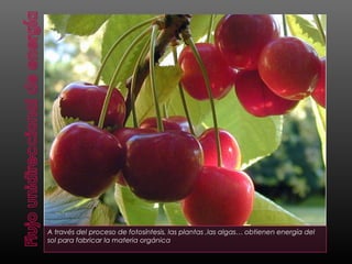 A través del proceso de fotosíntesis, las plantas ,las algas… obtienen energía del
sol para fabricar la materia orgánica
 