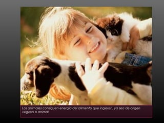 Los animales consiguen energía del alimento que ingieren, ya sea de origen
vegetal o animal.
 