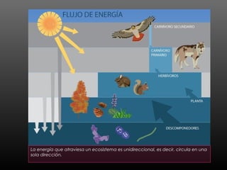 La energía que atraviesa un ecosistema es unidireccional, es decir, circula en una
sola dirección.
 
