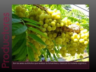 Son los seres autótrofos que realizan la fotosíntesis y fabrican la materia orgánica.
 