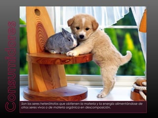 Son los seres heterótrofos que obtienen la materia y la energía alimentándose de
otros seres vivos o de materia orgánica en descomposición.
 