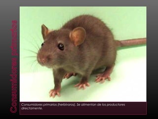 Consumidores primarios (herbívoros). Se alimentan de los productores
directamente.
 