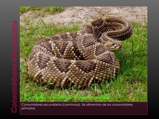 Consumidores secundarios (carnívoros). Se alimentan de los consumidores
primarios.
 
