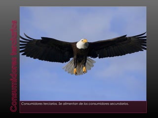 Consumidores terciarios. Se alimentan de los consumidores secundarios.
 