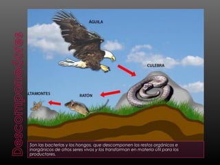 Son las bacterias y los hongos, que descomponen los restos orgánicos e
inorgánicos de otros seres vivos y los transforman en materia útil para los
productores.
 