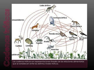 Las cadenas tróficas son representaciones lineales de las relaciones alimentarias
que se establecen entre los distintos niveles tróficos.
 