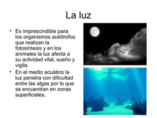 La luz
• Es imprescindible para
los organismos autótrofos
que realizan la
fotosíntesis y en los
animales la luz afecta a
su actividad vital, sueño y
vigila.
• En el medio acuático la
luz penetra con dificultad
entre las algas por lo que
se encuentran en zonas
superficiales.
 