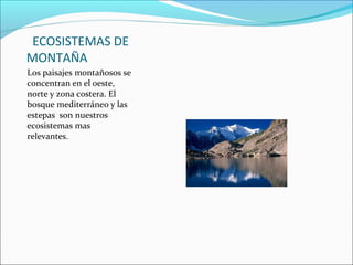 ECOSISTEMAS DE
MONTAÑA
Los paisajes montañosos se
concentran en el oeste,
norte y zona costera. El
bosque mediterráneo y las
estepas son nuestros
ecosistemas mas
relevantes.
 
