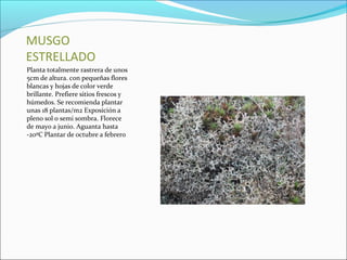 MUSGO
ESTRELLADO
Planta totalmente rastrera de unos
5cm de altura. con pequeñas flores
blancas y hojas de color verde
brillante. Prefiere sitios frescos y
húmedos. Se recomienda plantar
unas 18 plantas/m2 Exposición a
pleno sol o semi sombra. Florece
de mayo a junio. Aguanta hasta
-20ºC Plantar de octubre a febrero
 