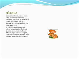 NÍSCALO
Una de nuestras más conocidas
setas es el níscalo o rovelló,
Lactarius deliciosus. Se trata de un
hongo anaranjado, con un
sombrerete carnoso de diámetros
entre 4 y 12 cm .
El Lactarius deliciosus es una
micorriza, esto quiere decir que
para sobrevivir necesita de un
árbol en cuyas raíces se hospeda,
tomando sustancias elaboradas por
éste a la par que ayuda a su vigor.
 