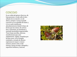 COSCOJO
Es un roble del género Quercus, de
hoja perenne y verde todo el año,
arbusto de no más de 2 m de
altura, aunque a veces se puede
convertir en un arbolillo de hasta 4
ó 6 m; suele ramificarse
abundantemente desde la base, de
forma que las ramas, de corteza
lisa y cenicienta, se entrelazan a
menudo haciéndola impenetrable.
Tiene hojas sencillas, alternas,
membranosas que caen
rápidamente, rígidas, lampiñas por
las dos caras, con el margen
ondulado y armado de dientes
espinosos en mayor o menor
número; tienen color verde
intenso, forma aovada o alargada y
superficie brillante y lustrosa
 