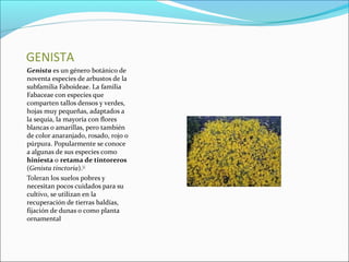 GENISTA
Genista es un género botánico de
noventa especies de arbustos de la
subfamilia Faboideae. La familia
Fabaceae con especies que
comparten tallos densos y verdes,
hojas muy pequeñas, adaptados a
la sequía, la mayoría con flores
blancas o amarillas, pero también
de color anaranjado, rosado, rojo o
púrpura. Popularmente se conoce
a algunas de sus especies como
hiniesta o retama de tintoreros
(Genista tinctoria).[2]
Toleran los suelos pobres y
necesitan pocos cuidados para su
cultivo, se utilizan en la
recuperación de tierras baldías,
fijación de dunas o como planta
ornamental
 