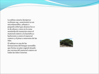 La sabina canaria (Juniperus
turbinata ssp. canariensis) es un
microfanerófito, arbusto o
pequeño árbol que alcanza los 10
m de altura y crece en la zona
semiárida de transición entre el
matorral costero y la laurisilva a
barlovento o entre el matorral
costero y el pinar a sotavento de las
islas.
El sabinar es una de las
formaciones del bosque termófilo
que forma un piso vegetal situado
por encima del matorral costero en
todas las Islas Canarias.
 