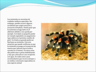 Las tarántulas no necesitan de
cuidados médicos especiales. Sin
embargo, pueden ocurrir algunos
accidentes que exigen atención y
actuación inmediata. Puede pasar que
la tarántula se haga daño en el
abdomen debido a una queda por
ejemplo. Si el daño es pequeño podrá
ser tratado tapándolo con pegamento
(que saldrá en el próximo cambio de
piel). Si el daño es grande podrá ser
fatal para su tarántula. Una otra
situación que puede verificarse es que
la tarántula se ponga en la posición de
muerta que (piernas hacia arriba y
cerrada en si misma). En estos casos
ella podrá estar a penas deshidratada
y hay que colocarla en uno recipiente
con agua. En todos estos casos
recomendamos que recorra siempre a
un médico veterinario especialista en
esta especie animal
 