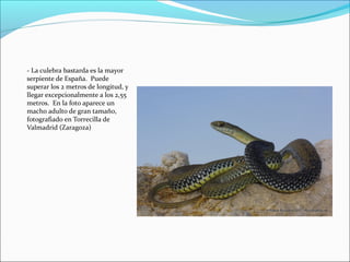 - La culebra bastarda es la mayor
serpiente de España. Puede
superar los 2 metros de longitud, y
llegar excepcionalmente a los 2,55
metros. En la foto aparece un
macho adulto de gran tamaño,
fotografiado en Torrecilla de
Valmadrid (Zaragoza)
 