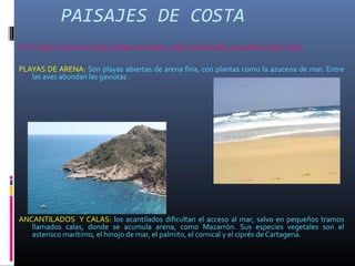PAISAJES DE COSTA
En la costa murciana existen: playas arenosas, costas acantiladas, pequeñas calas e islas:
PLAYAS DE ARENA: Son playas abiertas de arena fina, con plantas como la azucena de mar. Entre
las aves abundan las gaviotas .
ANCANTILADOS Y CALAS: los acantilados dificultan el acceso al mar, salvo en pequeños tramos
llamados calas, donde se acumula arena, como Mazarrón. Sus especies vegetales son el
asterisco marítimo, el hinojo de mar, el palmito, el cornical y el ciprés de Cartagena.
 