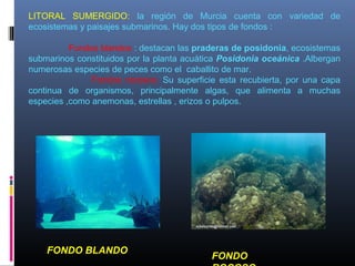 FONDO
FONDO BLANDO
LITORAL SUMERGIDO: la región de Murcia cuenta con variedad de
ecosistemas y paisajes submarinos. Hay dos tipos de fondos :
Fondos blandos : destacan las praderas de posidonia, ecosistemas
submarinos constituidos por la planta acuática Posidonia oceánica .Albergan
numerosas especies de peces como el caballito de mar.
Fondos rocosos: Su superficie esta recubierta, por una capa
continua de organismos, principalmente algas, que alimenta a muchas
especies ,como anemonas, estrellas , erizos o pulpos.
 