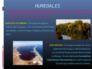 HUMEDALES
Los humedales son zonas inundadas por agua dulce o salada, y también aquellas
extensiones de agua marina cuya profundidad no excede los seis metros. Acogen
infinidad de especies vegetales y animales.
BOSQUES DE RIBERA: A lo largo de algunos
tramos del rio Segura . Son ecosistemas dominados
por árboles como el chopo, el álamo, el fresno o el
olmo.
MAR MENOR: Es la laguna salada de mayor
extensión de Europa y está limitada por
una estrecha franja arenosa denominada
La Manga. Ha sido declarada humedal de
importancia internacional por cuatro especies
de aves que anidan como la avoceta.
 