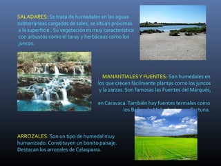 SALADARES: Se trata de humedales en las aguas
subterráneas cargadas de sales, se sitúan próximas
a la superficie . Su vegetación es muy característica
con arbustos como el taray y herbáceas como los
juncos.
MANANTIALESY FUENTES: Son humedales en
los que crecen fácilmente plantas como los juncos
y la zarzas. Son famosas las Fuentes del Marqués,
en Caravaca.También hay fuentes termales como
los Baños de Mula, Archena y Fortuna.
ARROZALES: Son un tipo de humedal muy
humanizado. Constituyen un bonito paisaje.
Destacan los arrozales de Calasparra.
 