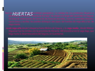HUERTASSon las zonas con mas personalidad paisajística. La calidad de sus productos llevaron a
denominar a Murcia la “Huerta de Europa". Se sitúan a lo largo del cauce del rio Segura.
Se trata de extensiones de tierra de las llanuras aluviales, ricas en materiales blandos,
como limos y arcillas. Se pueden distinguir dos tipos: las huertas de vega alta y las de
vega media.
La de vega alta desde Calasparra hasta Molina de Segura, y la vega media , desde Molina-
Alguazas has los limites con la provincia de Alicante. Allí encontramos la vega baja, que
llega hasta la desembocadura del Segura, en Guardamar.
 